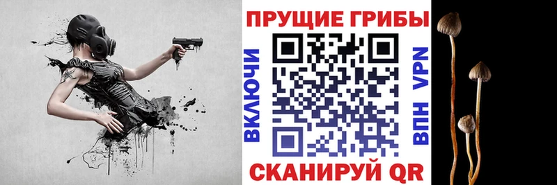 Галлюциногенные грибы Psilocybe  купить наркоту  Тихвин 
